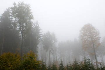 Las spowity mgłą 2025 © Krzysiek Cegiełka