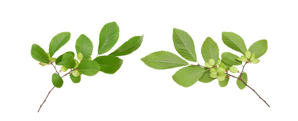 Chinese elm or lacebark elm (Ulmus parvifolia) branches with fruits isolated on white background. Graceful tough tree for parks and street landscaping.