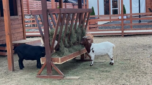 Medium view presents goats with contrasting markings enjoying meal together, wooden fence and feeding structure suggest safe and well-maintained environment on modern farm.