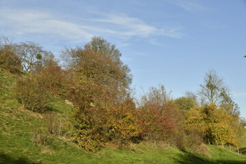 Fototapeta premium Les arbres d'un bois en automne à Écaussinnes-Lalaing (Soignies)