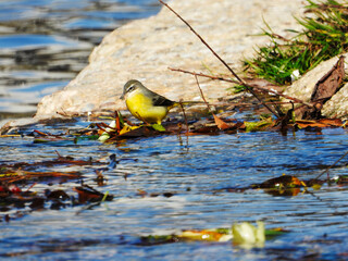 Bird standing on the riverbank with leaves and water reflections.