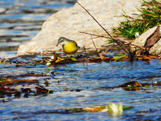 Bird standing on the riverbank with leaves and water reflections.