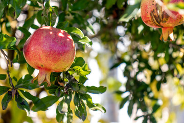 pomegranate on tree