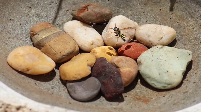 una avispa flotando en el agua, fuente de agua en el jard&iacute;n, insectos en verano, controladores de plaga, escena en un d&iacute;a soleado