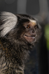 marmoset is captured in a close up view displaying its expressive face and unique fur. It appears inquisitive taking in its environment ready for playful antics.