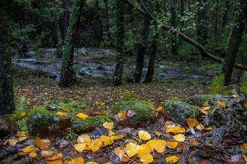 A natural path covered in leaves runs alongside the river, surrounded by autumnal vegetation. The soft light of the rainy day highlights the golden tones of the forest. Jaraíz de la Vera, Spain
