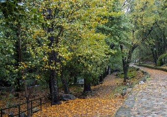 A natural path covered in leaves runs alongside the river, surrounded by autumnal vegetation. The soft light of the rainy day highlights the golden tones of the forest. Jaraíz de la Vera, Spain