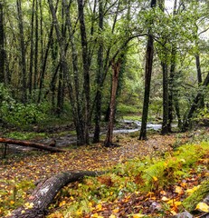 A natural path covered in leaves runs alongside the river, surrounded by autumnal vegetation. The soft light of the rainy day highlights the golden tones of the forest. Jaraíz de la Vera, Spain