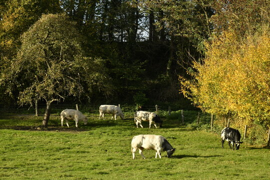 Quelques vaches laiti&egrave;res pr&egrave;s du feuillage jaune-dor&eacute; des arbustes &agrave; &Eacute;caussinnes-Lalaing (Soignies)