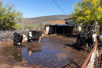 Cow farm, cows in their pens, close-up. Livestock