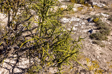 Koeberlinia spinosa is a species of flowering plant native to the southwestern United States and northern Mexico known by several common names, including crown of thorns, allthorn