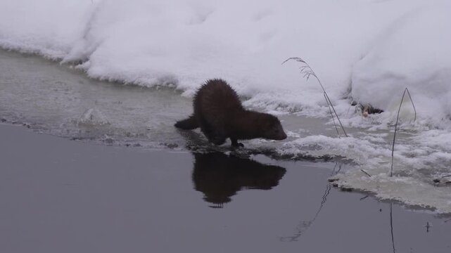 American mink in winter