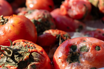 Damaged, rotten tomatoes, close-up. Macro