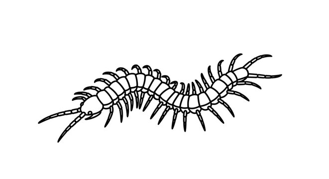 Simple black and white line art illustration of a centipede.