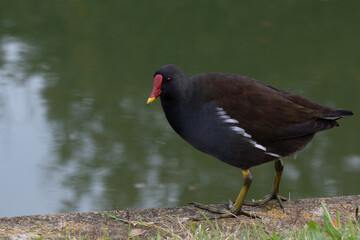 Moorhen by the lake.