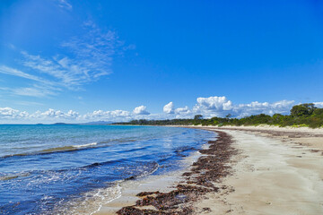 Lonely half moon beach with washed-up seaweed and small, forest-covered dunes in Waterhouse Conservation Area, northeast Tasmania, Australia. 
