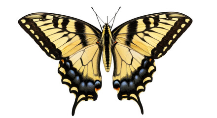 Naklejka premium Butterfly isolated on transparent background