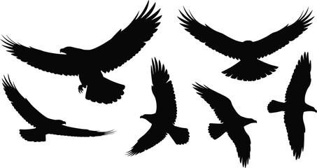 Bird silhouettes in flight, eagle and hawk shapes, wing positions, black vector design, avian motion study, isolated style, artistic element