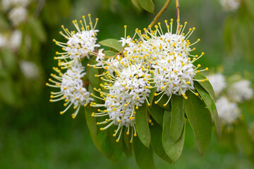 Reevesia pubescens ( var. siamensis ) beautiful wild flower in forest, nature background