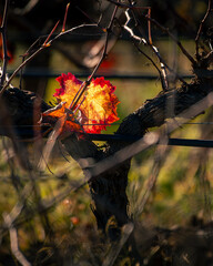 Videira com folha vermelha