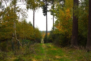 autumn in the forest