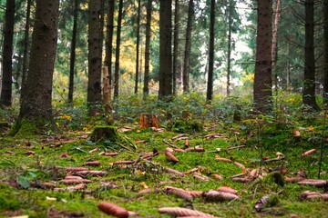forest in autumn