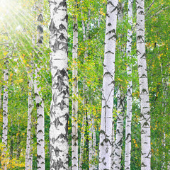Obraz premium Beautiful birch trees in summer against backdrop of sunlight