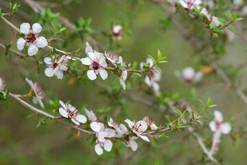 Manuka or leptospermum scoparium branch with beautiful white flower and capsule fruits.