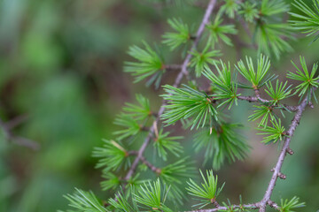 Atlas cedar (Cedrus atlantica) is a cedar native to the Atlas Mountains of Morocco.