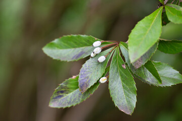 Berries on the evergreen shrub Berberis pruinosa. Blue fruits on a branch with green leaves (Berberis pruinosa), natural background, close-up