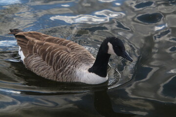 A close up of a Canada Goose