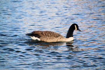 A close up of a Canada Goose