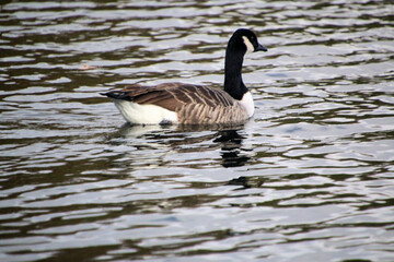 A close up of a Canada Goose