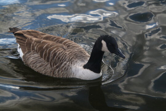 A close up of a Canada Goose