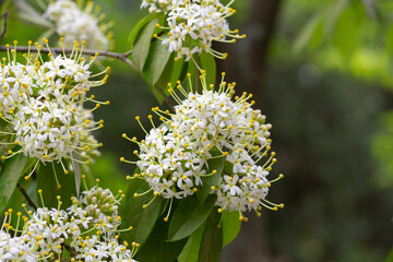 Reevesia pubescens macro ( var. siamensis ) beautiful wild flower in forest, nature background