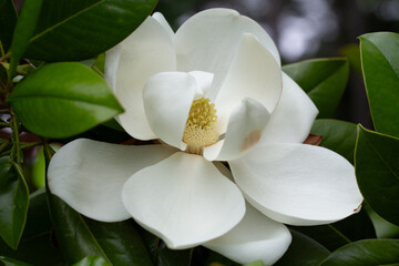 Magnolia grandiflora (Southern magnolia) flowers close-up. The fragrant flowers bloom in summer, and the contrast between the white flowers and the deep green leaves is very beautiful.