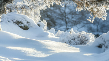 Winter forest landscape. Snow and frost covered pine tree branches and shrubs. Winter background.