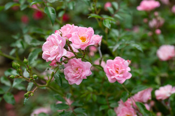 The Fairy Rose, The Fairy rose is a graceful arching mound of glossy green foliage with masses of fully double pink blooms.