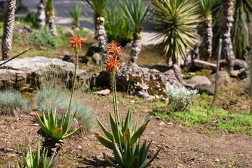 Close up of blooming aloe vera red flower