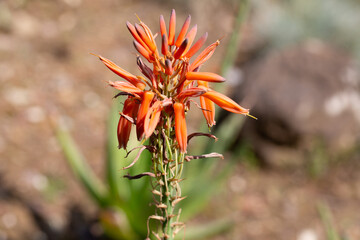 Close up of blooming aloe vera red flower