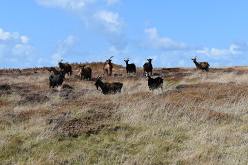 troupeau de chèvres noires et marrons