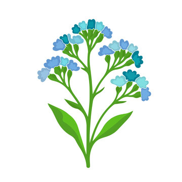 Perez's sea lavender, Limonium perezii, seafoam statice bouquet, isolated, flowering plant, ornamental greenery, coastal flora, botanical illustration, vector illustration.
