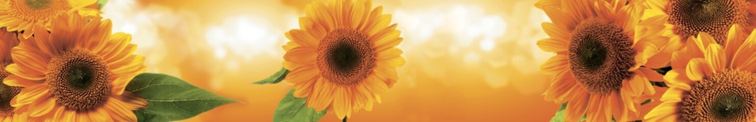  Bright sunflower panorama with vivid yellow petals and green leaves on a warm golden background, perfect as a decorative kitchen panel design