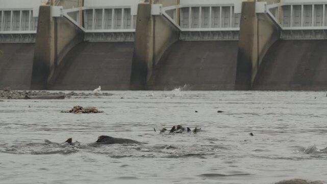 Chinook Salmon Spawning Below Nimbus Dam on the American River