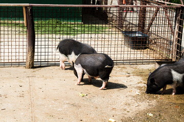 Beautiful Romanian Bazna pig raised in captivity