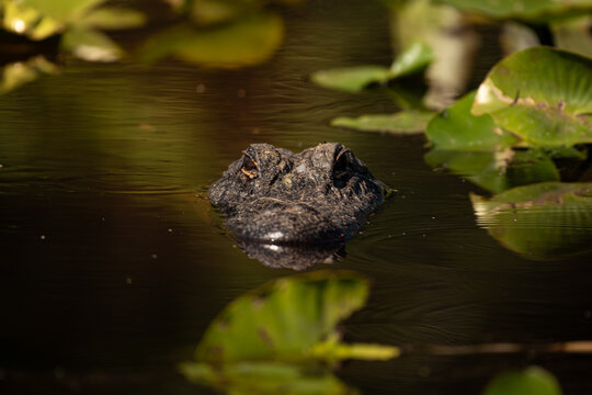 Alligator In Water