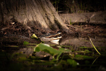 Obraz premium Alligator with Mouth Open