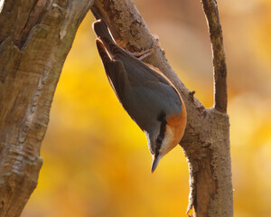A Eurasian Nuthatch, Sitta europaea clings upside down to a tree branch in Stromovka Park, Prague, framed by radiant golden autumn tones and a soft colorful background.