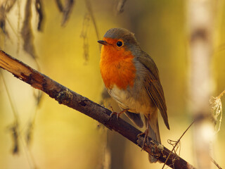 The European robin, Erithacus rubecula perches on a branch surrounded by warm autumn colors in Prague Stromovka park.