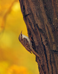 A Eurasian Treecreeper, Certhia familiaris climbing up a tree trunk in Stromovka Park, Prague, surrounded by warm autumn colors and soft golden background light.